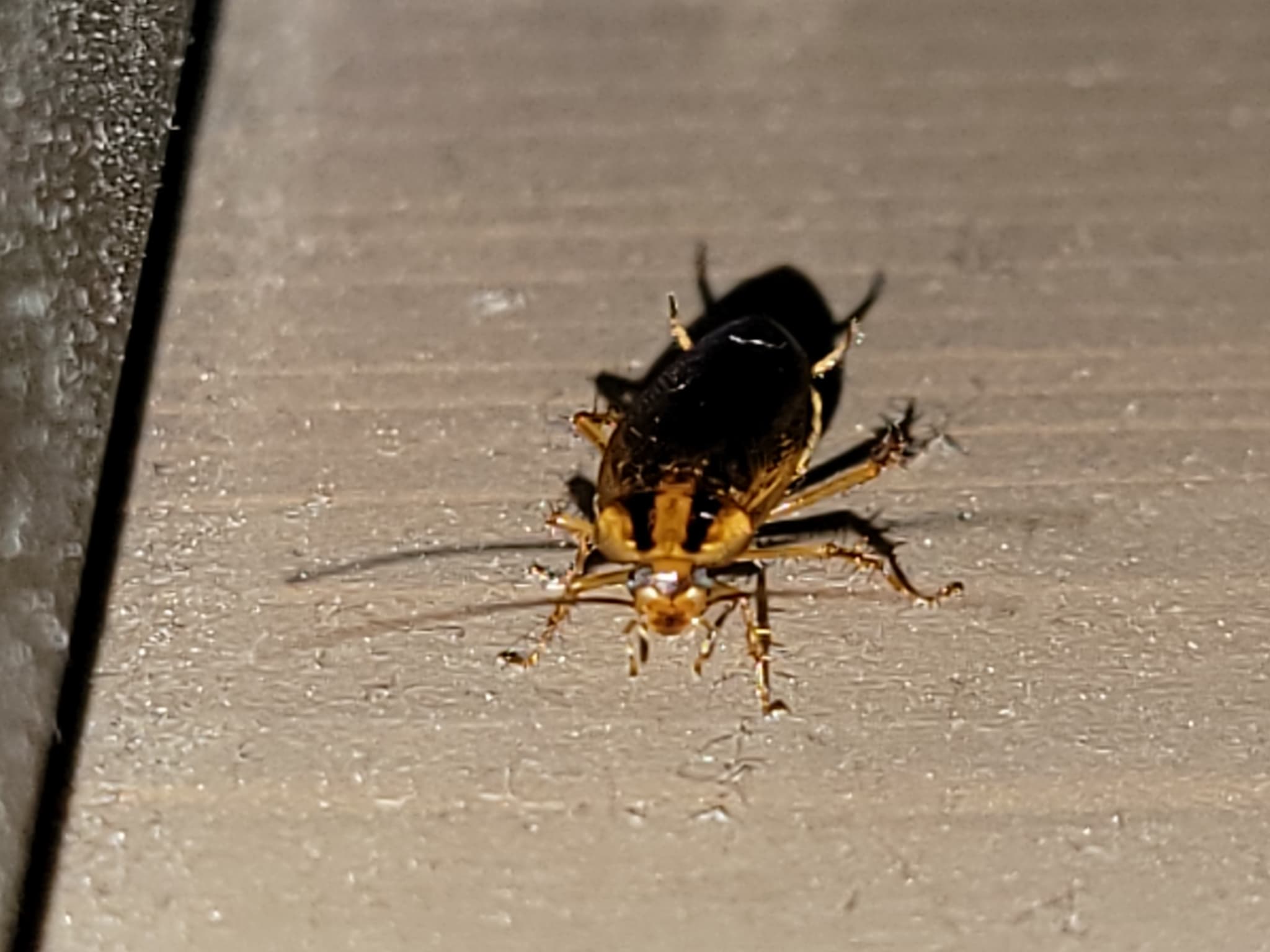 How to Get Rid of Cockroaches for Good: Homes & Businesses