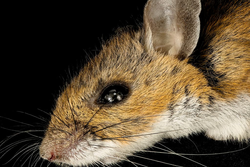 Mice Removal in Winnipeg: Fast, Safe & Effective Solutions
