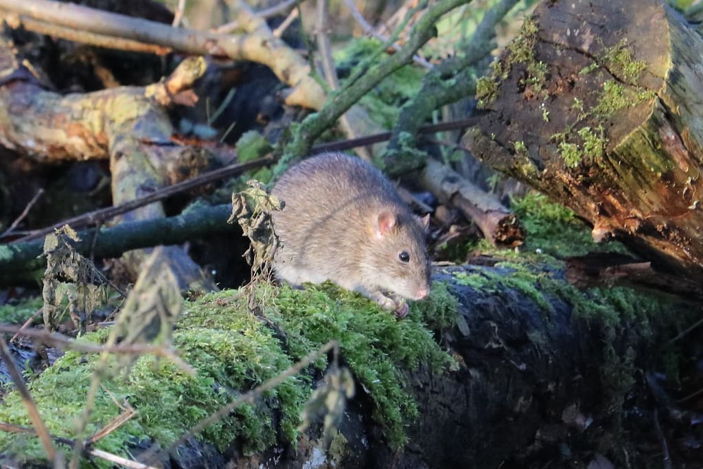 Rodent Control in Manitoba: Protect Your Home from Rats & Mice