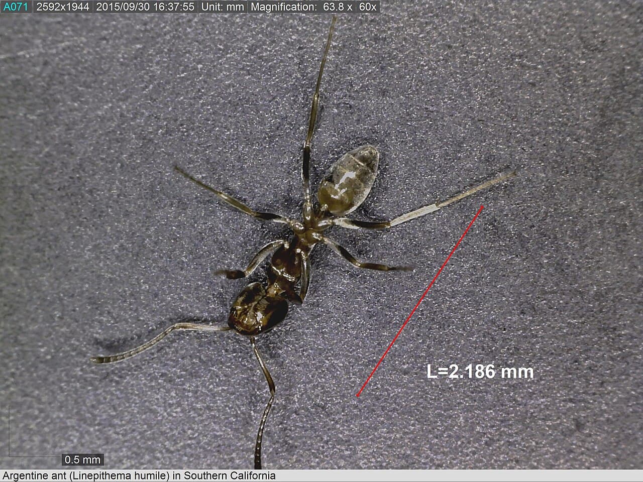 Argentine Ant Control