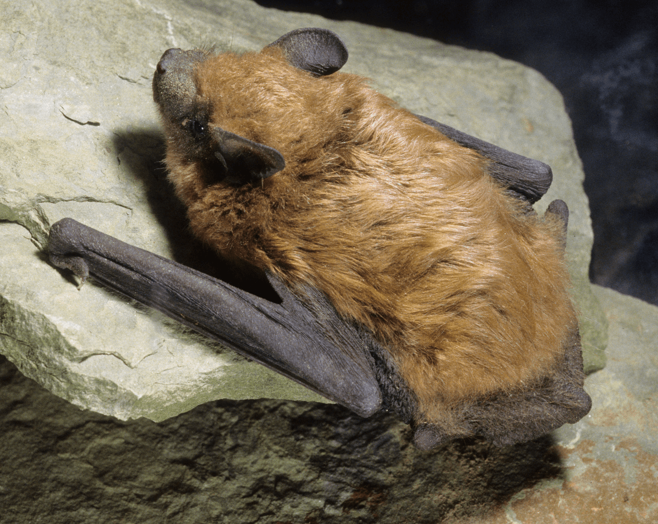 Bat Control