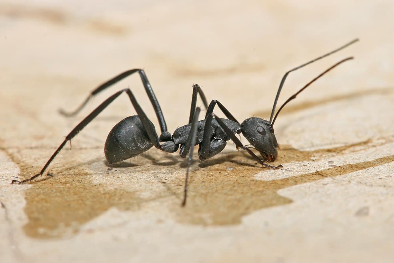 Carpenter Ant Control