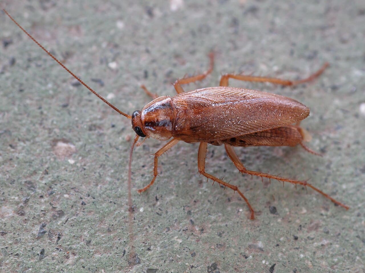 Cockroach Control