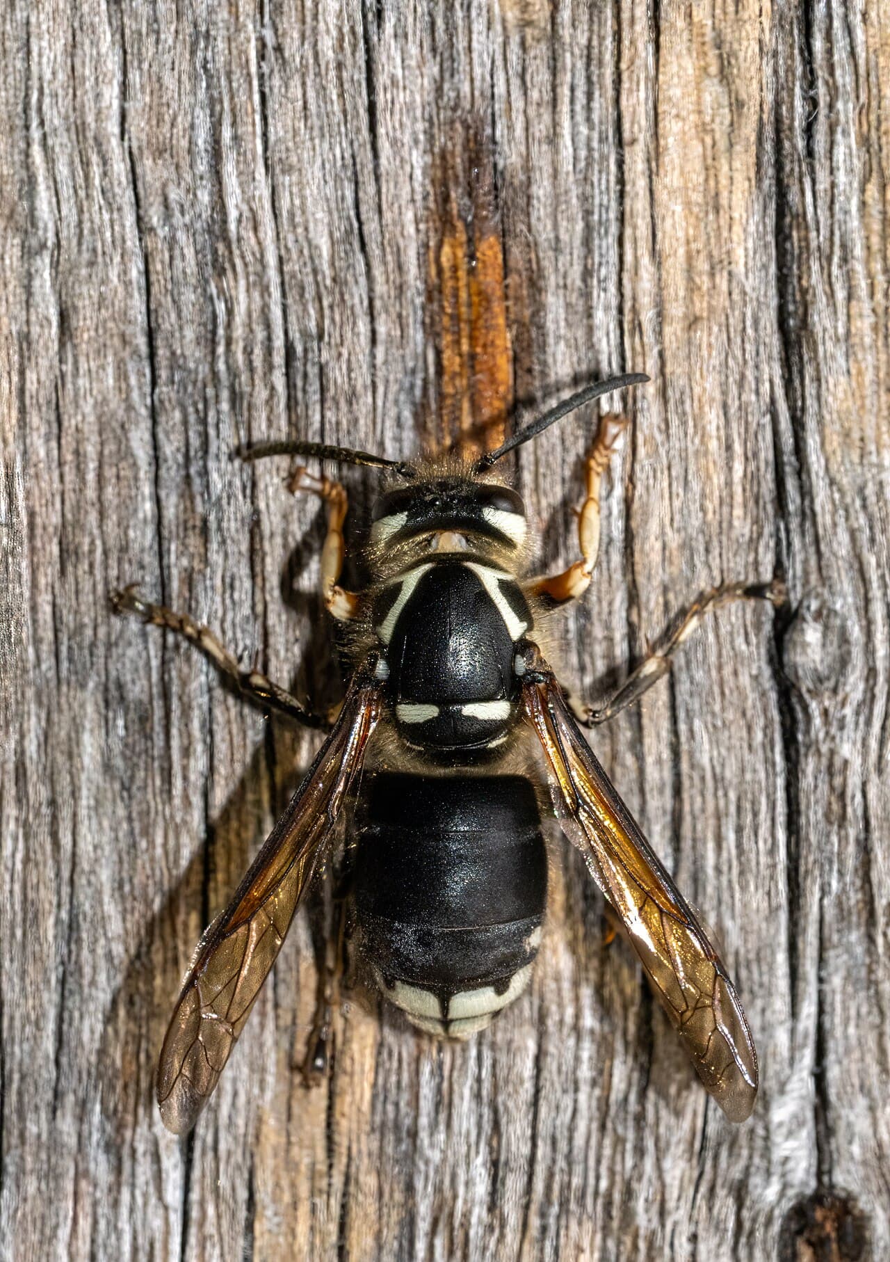 Hornet Control
