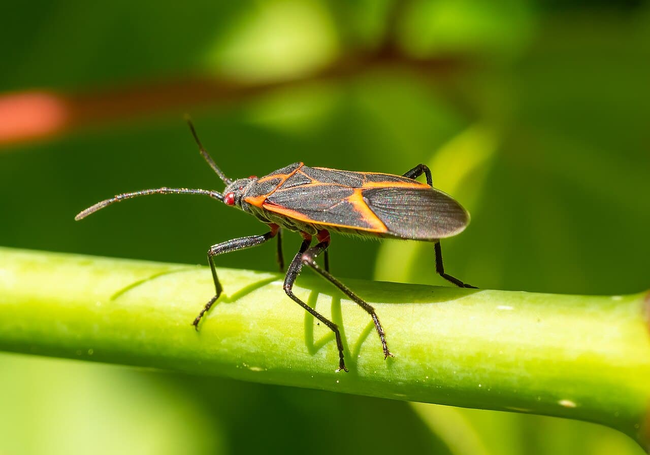Maple Bug Control