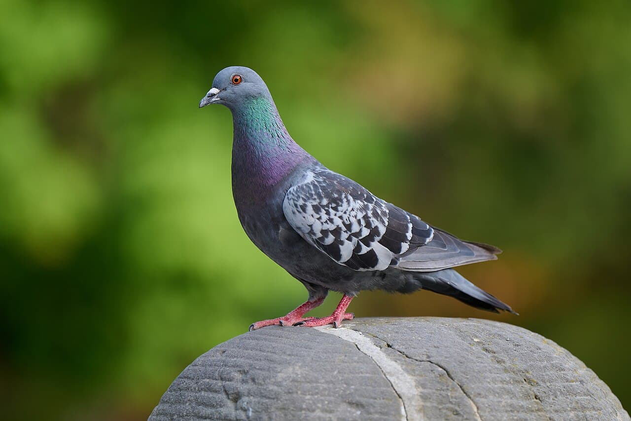 Pigeon Control