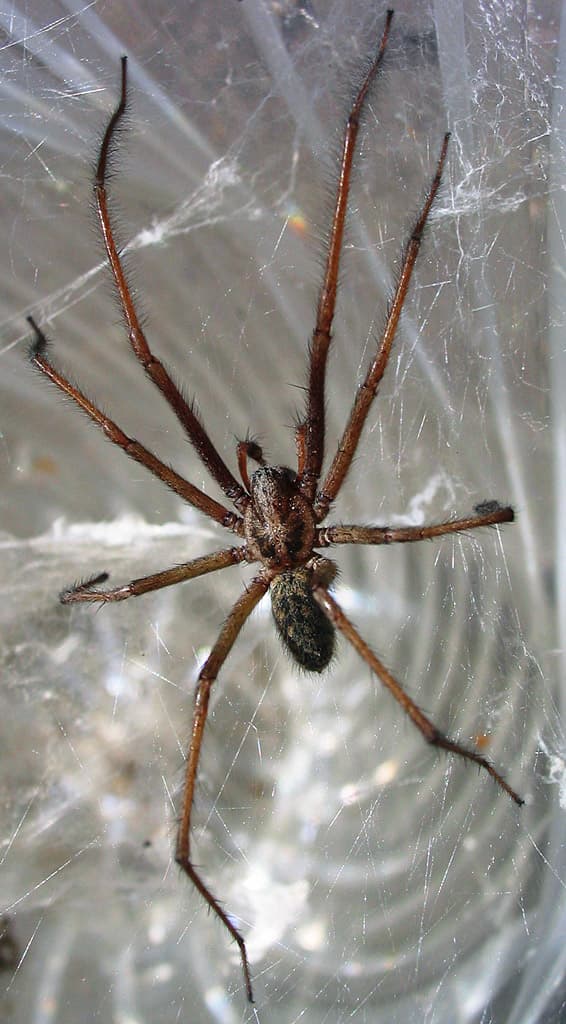 Spider Control