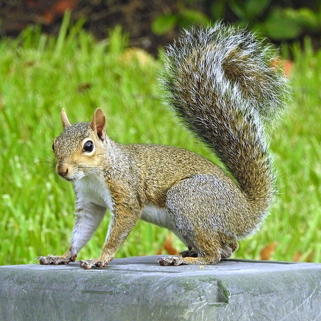 Squirrel Control